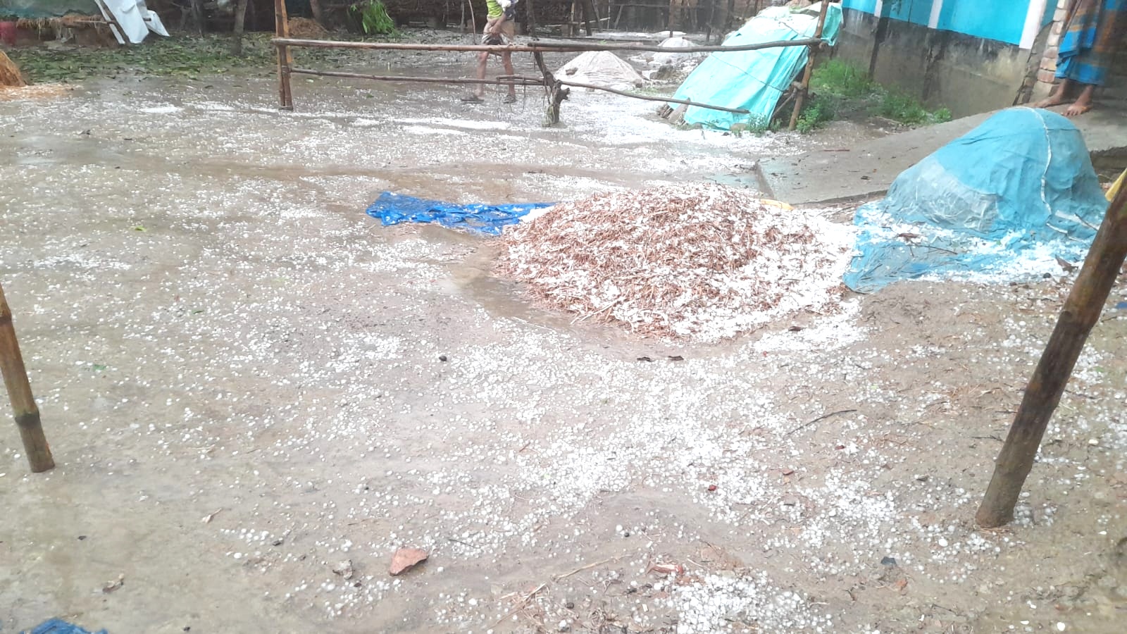 নাটোরে শিলাবৃষ্টি, ফসলের ক্ষতির আশঙ্কা