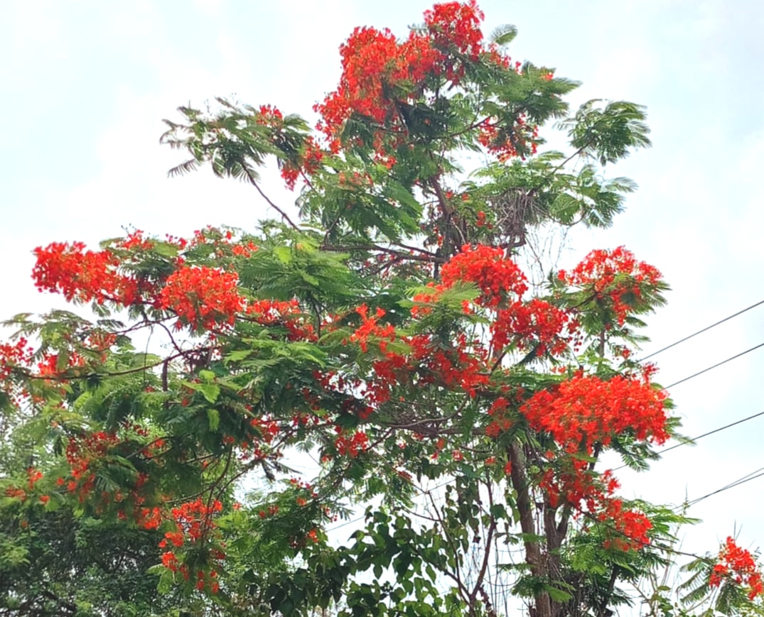 ভোলা রোডে কৃষ্ণচূড়া: হারানো বাড়ির এক টুকরো স্মৃতি