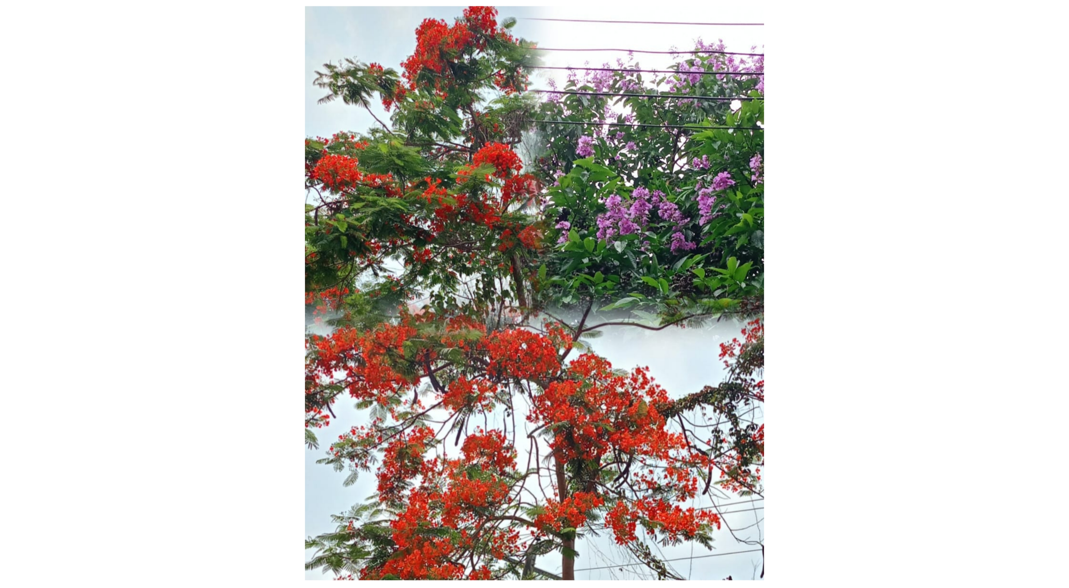 বরিশাল বিশ্ববিদ্যালয়ের প্রাঙ্গণে কৃষ্ণচূড়ার আগুন-রঙা আল্পনা