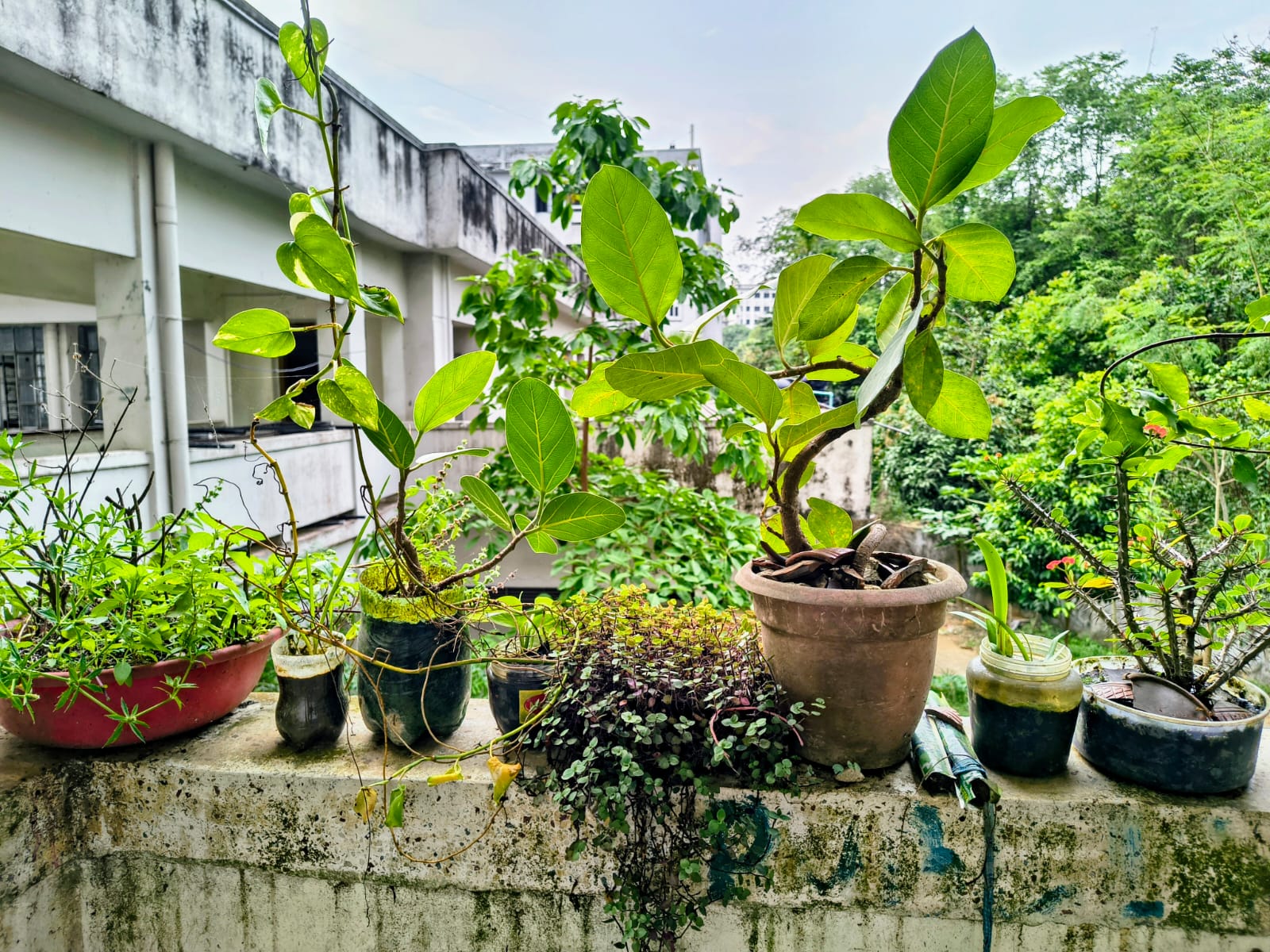 কুবির আবাসিক হলে সবুজের ছোঁয়া