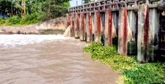 বটিয়াঘাটার তেঁতুলতলা স্লুইজ গেটের কপাট ভেঙে জোয়ারের পানি প্রবেশ, ফসল হারানোর শঙ্কায় কৃষকরা