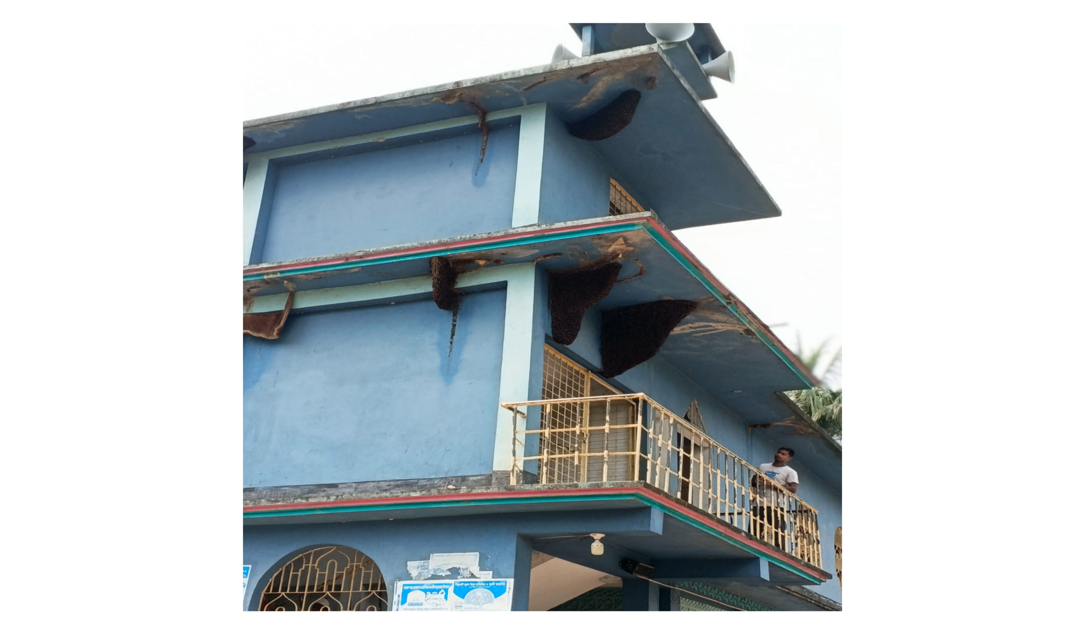 তাড়াইলে মৌচাকে ঘেরা সহিলাটী জামে মসজিদ