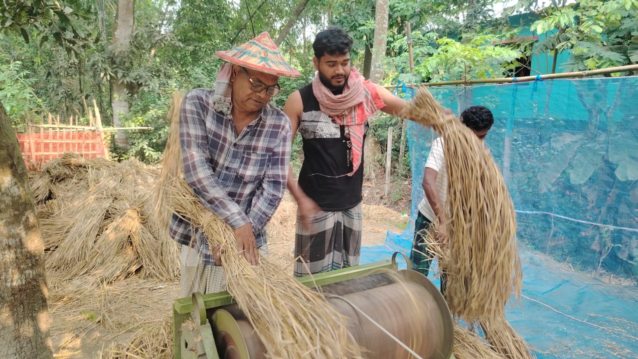 লোহাগড়ায় ধানের বাজার মুখ থুবড়ে পড়েছে  হতাশ সাধারণ কৃষক