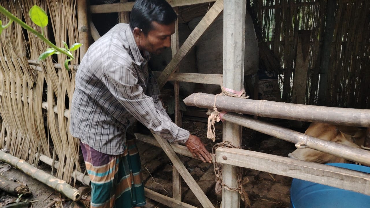 লোহাগড়ায় গোয়াল ঘর থেকে গরু চুরি করে নিয়ে জবাই করেছে দূবৃত্তরা