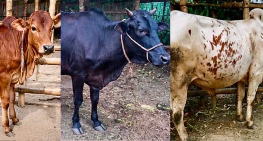 কুলাউড়ায় গোয়ালঘর থেকে ৩টি গরু চুরি